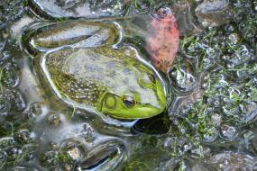 Green bullfrog