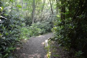 Trail through rhododendron