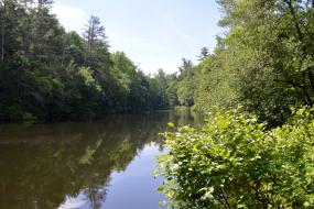 Tree lined lake
