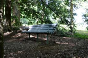 Tree-shaded bench