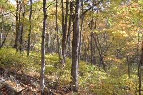 Forest in autumn