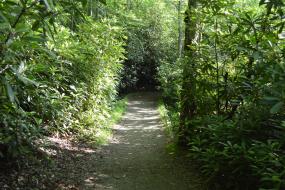 Trail through rhododendron