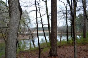 View of the lake through trees