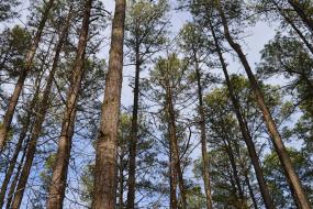 Tall pine trees