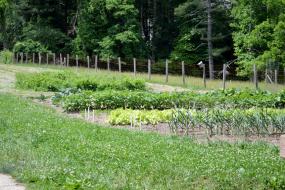 Rows of crops in a garden