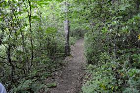 Dirt path through rhododendrons
