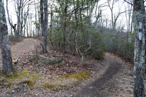 Winding dirt trail through the trees