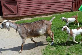 Mother goat and kids