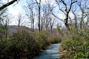 Trail lined with mountain laurel