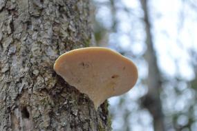 Shelf fungus on a tree