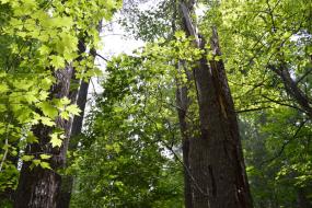 View upwards toward canopy