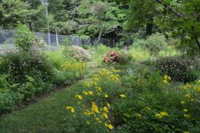 Flower garden