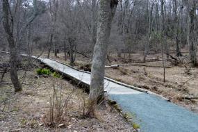 Boardwalk trail over sensitive habitat