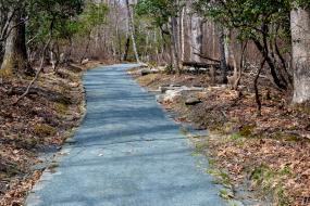 Hard surface trail through forest