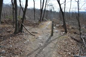 Trail through the trees