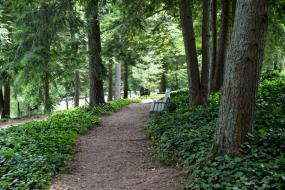 Forest path through english ivy