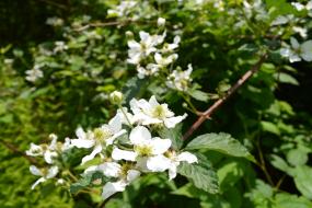 Blackberry flowers