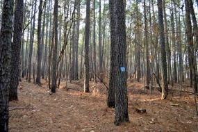 Blue blaze on a tree in the forest