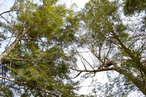 Tall trees overhead