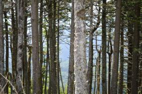 Dense stand of fir and spruce trees