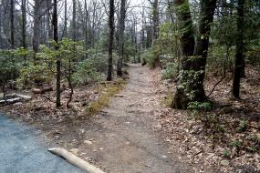 Dirt trail branching off of gravel trail