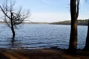 Trees next to lake