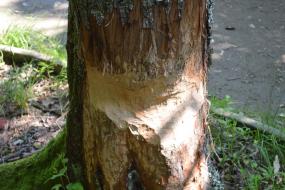 Beaver chew
