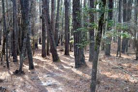 Forest of pines