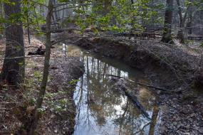 Stream cutting through the forest