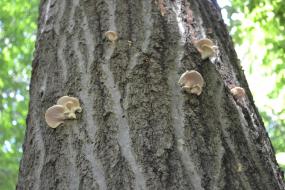 tree trunk with mushrooms growing on it
