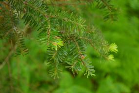 Fir needles