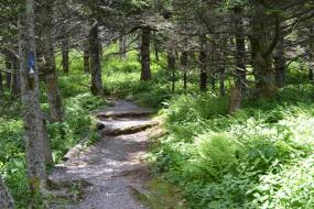 Dirt path through trees