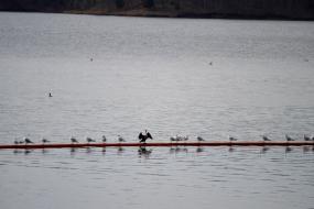 Water birds perched on a pipe in the lake