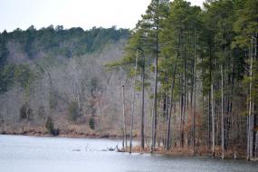 Tall pines on the banks of the lake