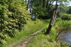 Thin dirt path along the edge of the lake