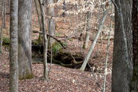 Stream with exposed roots on the bank
