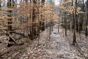 Trails through a stand of young trees