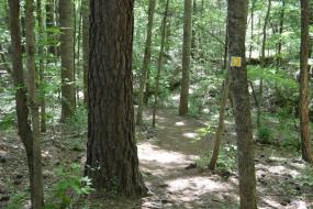 Dirt path winding through trees