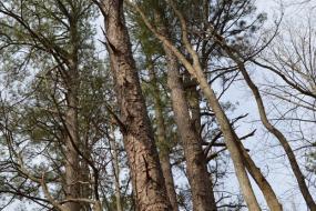 Tall pines
