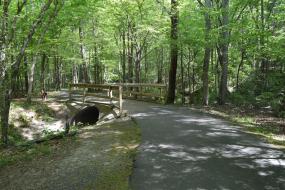 Paved path and bridge in the forest