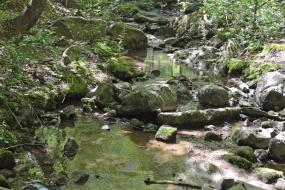 Rocky stream in the forest
