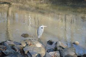 Great blue heron wading in the river