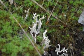 White fungus growing up through moss