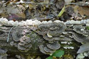 Turkey tail fungus on a log