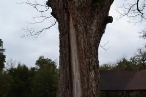 Close up of a tree trunk