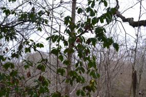 close up of tree leaves