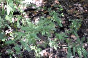 Bald Cypress needles