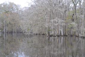 Trees growing out of the river