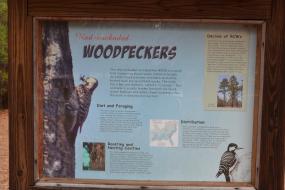 Informational sign about Red-cockaded Woodpeckers 