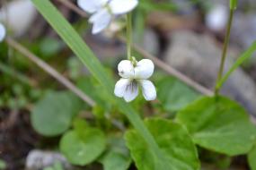 Small white flowers
